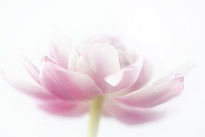Tulpe rosa Dame von natascha verbij