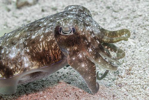 Squid @ Komodo, Indonesia