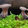 Mushrooms in moss bed by Uwe Ulrich Grün