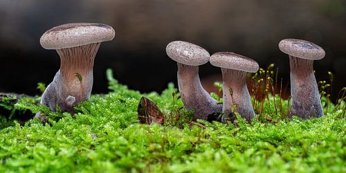 Mushrooms in moss bed