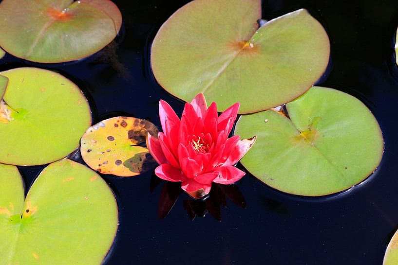 Malerische schöne Seerose von Thomas Jäger