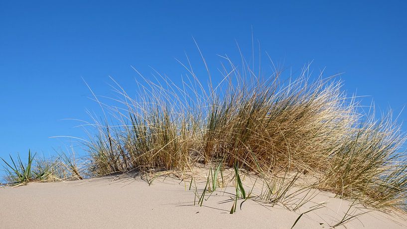 Dunes by Ostsee Bilder