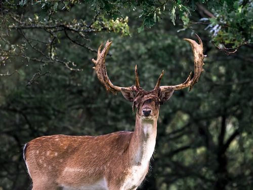 Deer with large antlers in the Dunes - fallow deer