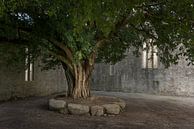 Muckross Abbey, Ireland by Bo Scheeringa Photography thumbnail