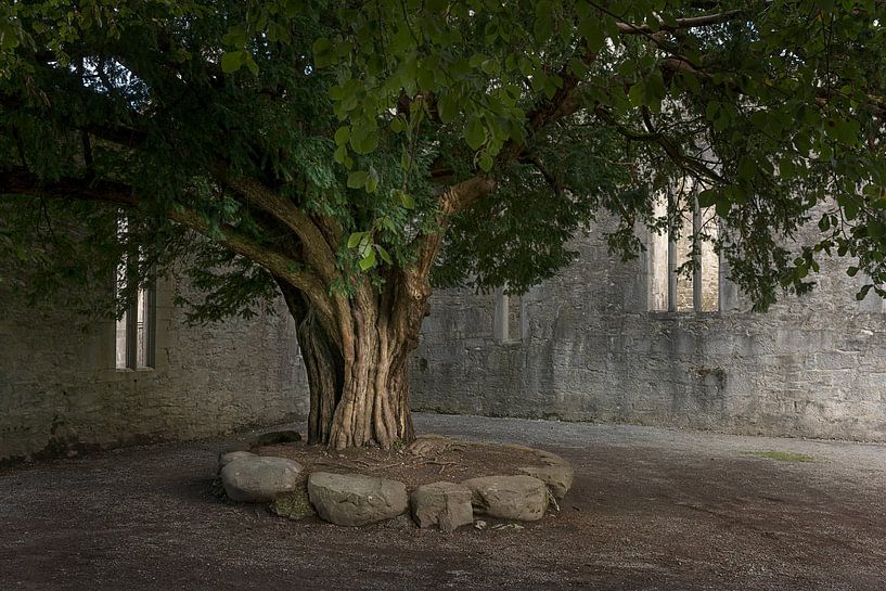 Muckross Abbey, Ierland van Bo Scheeringa Photography