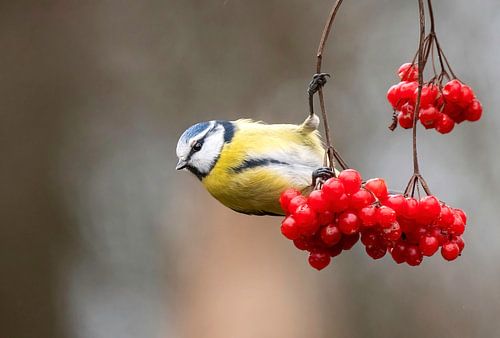 Blaumeise hängt an roten Beeren von AGAMI Photo Agency