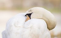 Sleeping wild swan