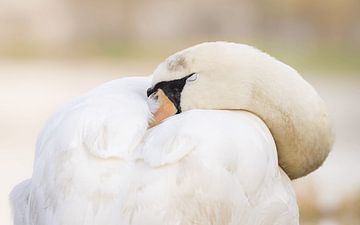 Slapende wilde zwaan van Triki Photography