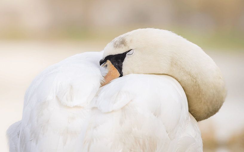 Sleeping wild swan by Triki Photography