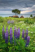 Lupines aan zee