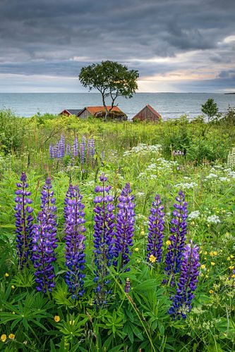 Lupines by the sea
