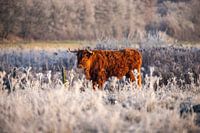 Scottish highlander after frost
