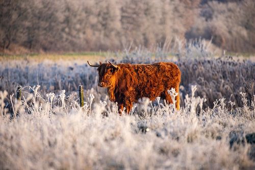Schottischer Hochländer nach dem Frost