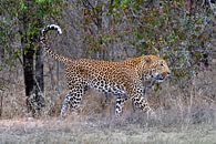 Luipaard, Kruger National Park, Zuid Afrika van Reisverslaafd thumbnail