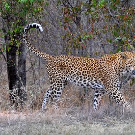 Leopard, Krüger-Nationalpark, Südafrika von Reisverslaafd