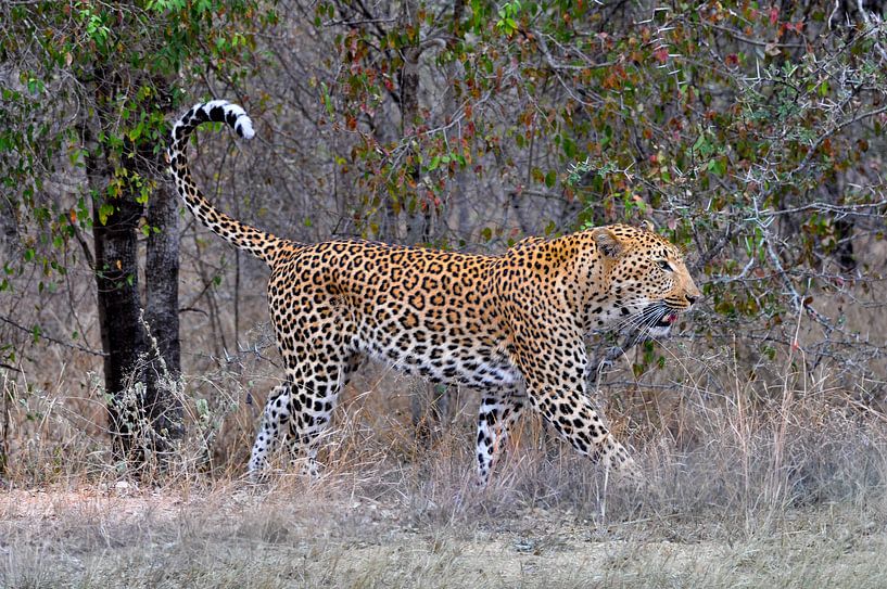 Léopard, parc national Kruger, Afrique du Sud sur Reisverslaafd