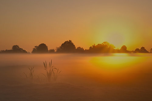 Sunrise over the meadow