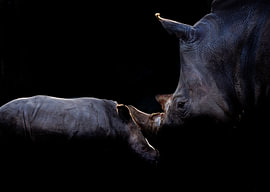 Neushoorn met jong van Roland Coenraets