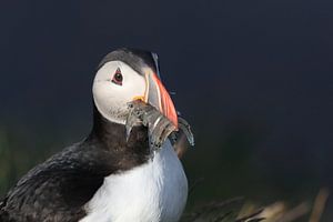 Papageitaucher mit Sandaalen Iceland