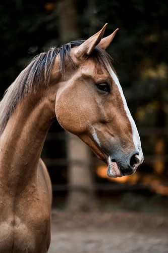 Paard Portret in Zacht Boslicht