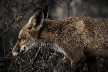 Rode vos op strooptocht van William Bekkema