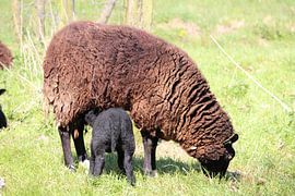 Lammetje drinkt bij de moeder by Anja Ruiter