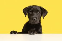 Portet of a labrador retriever pup against a yellow background