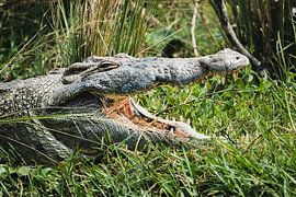 Die Stille der Jagd - Krokodil im Morgenlicht