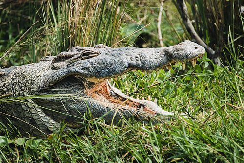 Die Stille der Jagd - Krokodil im Morgenlicht von Rick Massar