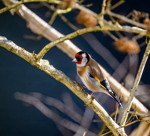 Close-up van een distelvink op een tak