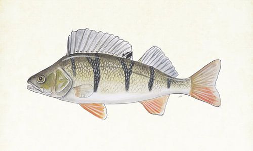Red perch