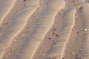 Scelpen en Strand
