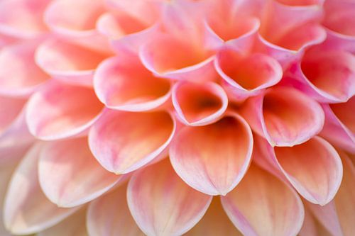 Macro shot of a noble ball dahlia shows spring at its best