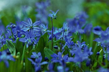 Utrecht Juliana Park bloemen