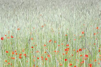 Malerei von Mohnblumen
