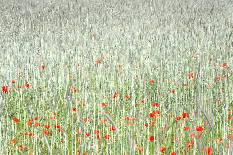 Painting of poppies by Jarno van Bussel