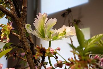 Witte tulp in voorjaarsboeket van Cees Laarman