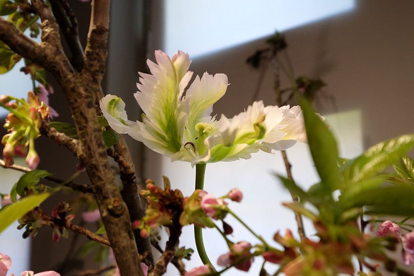 Witte tulp in voorjaarsboeket by Cees Laarman