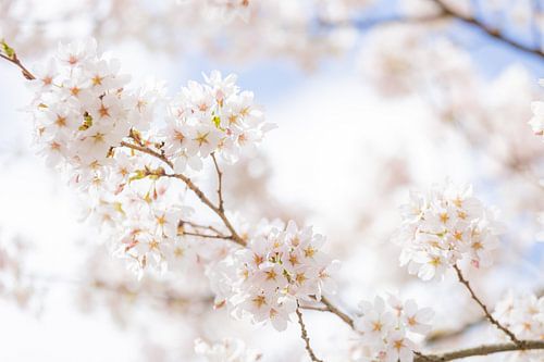 Fleurs blanches dans les arbres