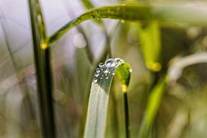 Wassertröpfchen von Rob Boon