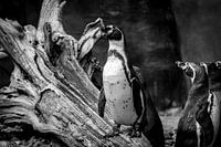 De pinguïn op de stok