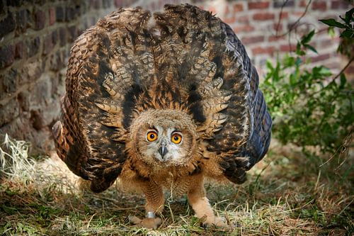 juvenile Eurasian eagle-owl (Bubo bubo) booming by Jürgen Ritterbach