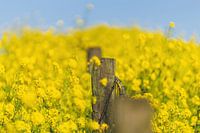 Yellow rapeseed in the spring