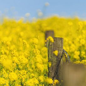 Yellow rapeseed in the spring by Patrick Brinksma