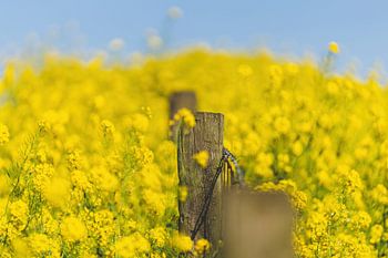 Gele raapzaad in de lente