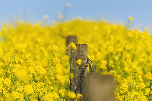 Colza jaune au printemps sur Patrick Brinksma
