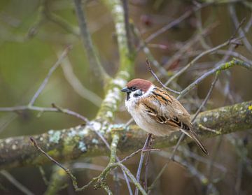 Field sparrow on a tree by ManfredFotos