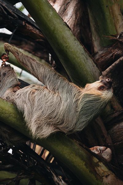 Faultier Costa Rica von Get Framed Photography