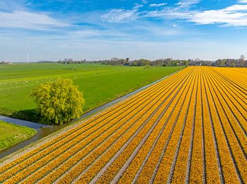 Tulpen in bloei in een veld in Noord Holland