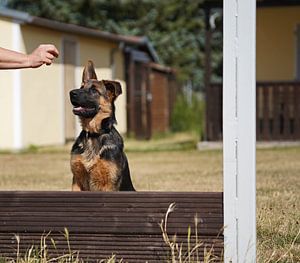 Chienne de berger (chiot) sur le terrain d'entraînement canin